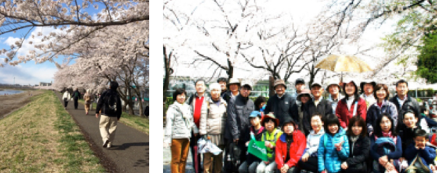 春爛漫 桜ウオーク
