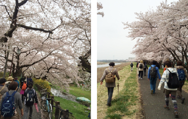桜ウオーク2015