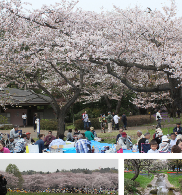 2016年患者会 花見